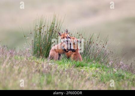 Jeunes renards rouges (Vulpes vulpes) jouant, parc national de Northumberland, Royaume-Uni, Banque D'Images