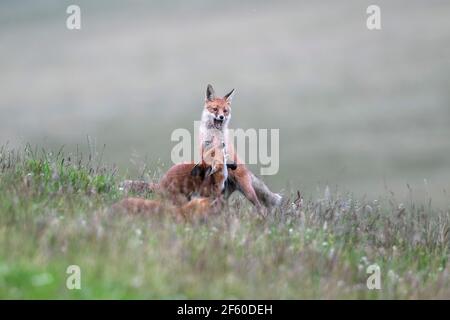 Jeunes renards rouges (Vulpes vulpes) jouant, parc national de Northumberland, Royaume-Uni, Banque D'Images