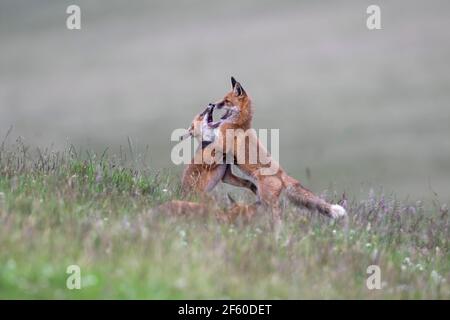 Jeunes renards rouges (Vulpes vulpes) jouant, parc national de Northumberland, Royaume-Uni, Banque D'Images