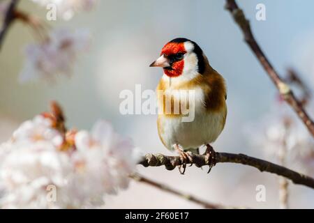 Un Goldfinch (Carduelis carduelis) perche parmi les cerisiers en fleurs ce matin, car une grande partie du pays s'attend à un beau temps. East Sussex, Royaume-Uni. Crédit : Ed Brown/Alay Live News Banque D'Images