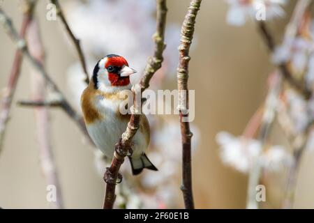 Un Goldfinch (Carduelis carduelis) perche parmi les cerisiers en fleurs ce matin, car une grande partie du pays s'attend à un beau temps. East Sussex, Royaume-Uni. Crédit : Ed Brown/Alay Live News Banque D'Images