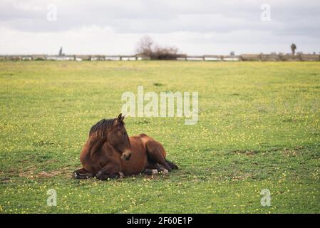 Jument de cheval reposant dans la prairie verte lors d'une journée nuageux. En regardant de côté. Copier l'espace. Banque D'Images