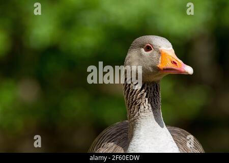 Graylag Goose (Nom scientifique : Anser anser) Banque D'Images