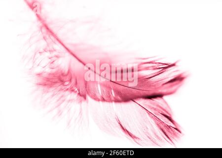 Plume rose d'un oiseau sur le miroir. Mise au point sélective de l'art. Banque D'Images