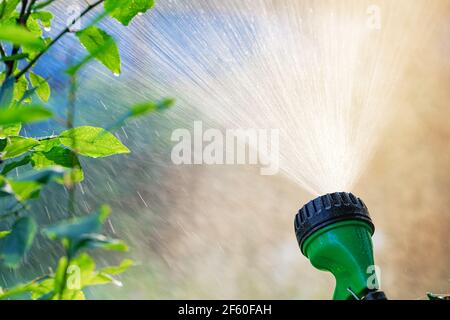 Gros plan de l'eau de pulvérisation de l'arroseur de pelouse à rétroéclairage. Concept de système d'irrigation d'arrosage de jardin d'été Banque D'Images