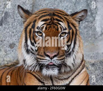 Frontaö gros plan d'un tigre indochinois (Panthera tigris corbetti) Banque D'Images