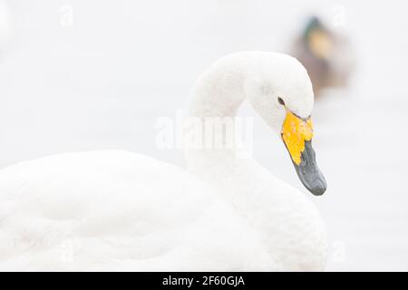 Piscine de cygne sur le lac Misty Banque D'Images