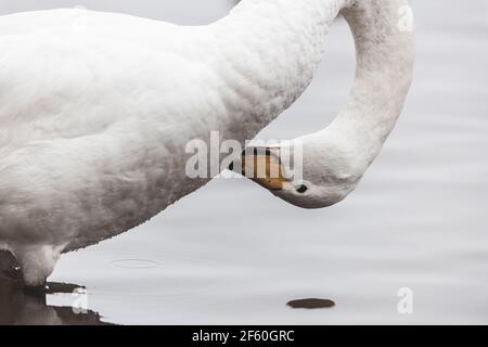 Swan avec tête à l'envers Banque D'Images