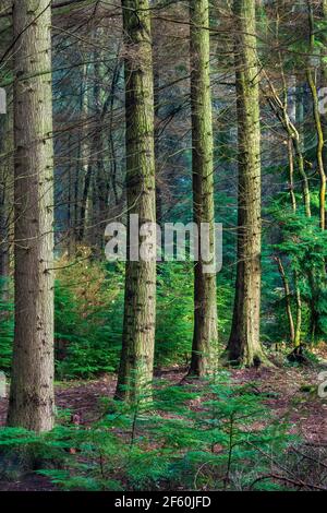 Une rangée de pins dans la forêt de Wyre, Worcestershire, Angleterre Banque D'Images