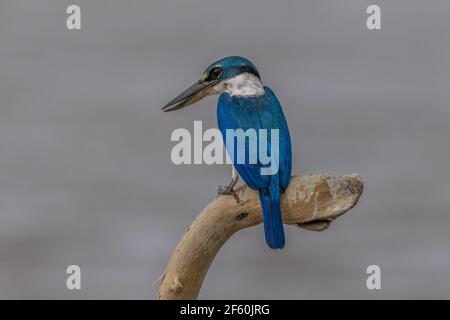 La proie à balayage de todiramphus chloris, un pêcheur à collier Banque D'Images