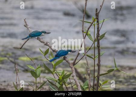 Couple de kingfisher Todiramphus chloris en mode alerte Banque D'Images