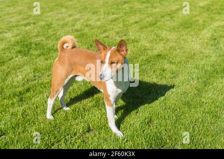Portrait d'un chien basenji mûr debout sur une pelouse verte et regarder Banque D'Images
