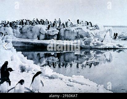 GEORGE MURRAY LEDICK (1876-1956) explorateur anglais de l'antarctique et chirurgien naval Photo des pingouins d'Adéle sur le cap Adare prise pendant Robert Expédition Terra Nova de Falcon Scott 1911-1912 Banque D'Images