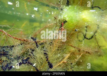 Laichschnüre von Erdkröten (Bufo bufo) an Ähren-Tausendblatt (Myriophyllum spicatum), Deutschland, Nordrhein-Westfalen, Weilerswist Banque D'Images