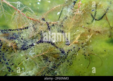 Laichschnüre von Erdkröten (Bufo bufo) an Ähren-Tausendblatt (Myriophyllum spicatum), Deutschland, Nordrhein-Westfalen, Weilerswist Banque D'Images