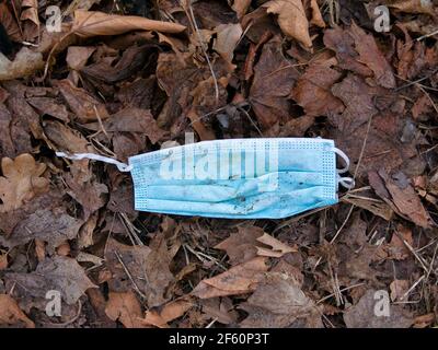 Un masque chirurgical bleu utilisé pour la protection de l'EPI COVID-19, jeté comme litière par une campagne rurale hedgerow causant la pollution de l'environnement Banque D'Images