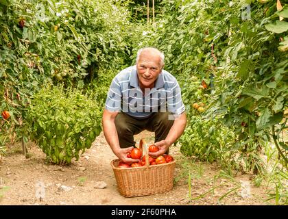 Homme âgé avec les tomates biologiques dans le panier récolté dans le potager. Banque D'Images
