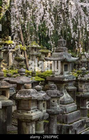 Lanternes de pierre japonaises sous le soleil printanier au Grand Sanctuaire de Kasuga Taisha, un sanctuaire shinto et site classé au patrimoine mondial de l'UNESCO à Nara, au Japon Banque D'Images