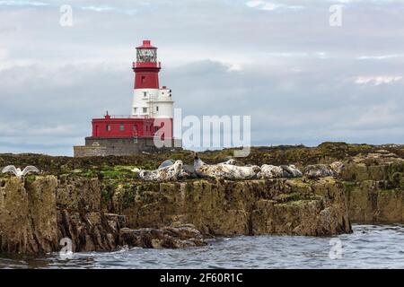 Phoques gris (Halichoerus grypus) près du phare de Longstone, îles Farne, Northumberland, Royaume-Uni Banque D'Images