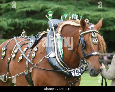 Un cheval de chasse au Suffolk de race rare dans le harnais complet d'exposition Banque D'Images