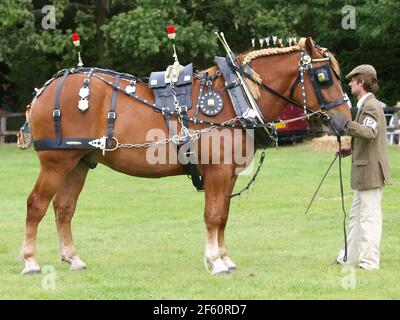 Un cheval de chasse au Suffolk de race rare dans le harnais complet d'exposition Banque D'Images