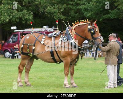 Un cheval de chasse au Suffolk de race rare dans le harnais complet d'exposition Banque D'Images