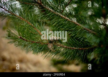 Macro-photographie de plantes. Les branches de conifères avec les jeunes bourgeons ressemblent à des fleurs. Branche en pin avec cônes au ressort. Banque D'Images