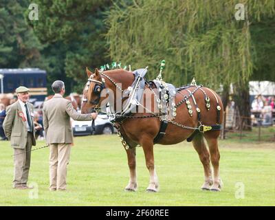 Un cheval de chasse au Suffolk de race rare dans le harnais complet d'exposition Banque D'Images