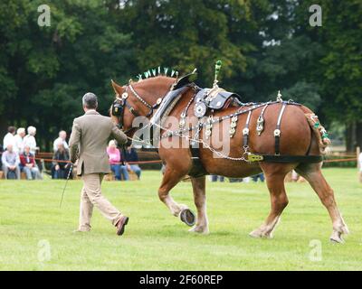 Un cheval de chasse au Suffolk de race rare dans le harnais complet d'exposition Banque D'Images