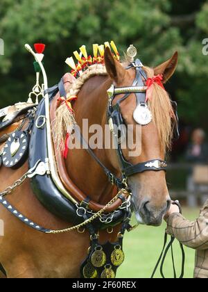 Un cheval de chasse au Suffolk de race rare dans le harnais complet d'exposition Banque D'Images