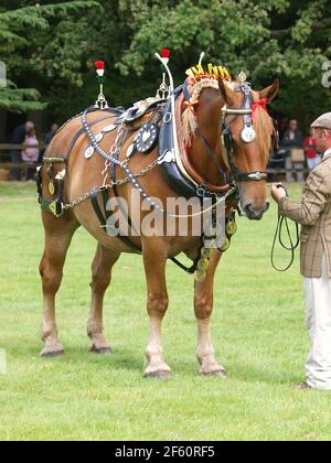 Un cheval de chasse au Suffolk de race rare dans le harnais complet d'exposition Banque D'Images