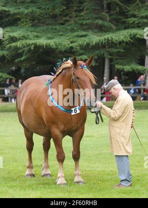 Une jument de poinçon de Suffolk de race rare dans l'anneau de spectacle. Banque D'Images