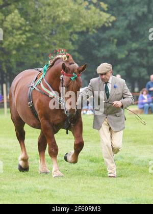 Une race rare de poinçon de Suffolk dans l'anneau de spectacle. Banque D'Images