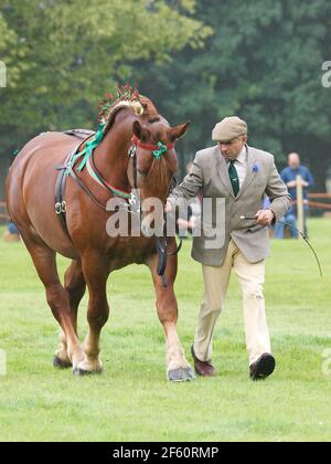 Une race rare de poinçon de Suffolk dans l'anneau de spectacle. Banque D'Images