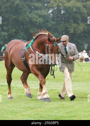 Une race rare de poinçon de Suffolk dans l'anneau de spectacle. Banque D'Images