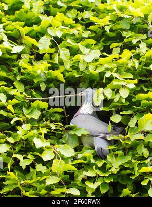 Matériel de nidification pour la collecte d'oiseaux - pigeon en bois (Columba palumbus) emportant un gros bâton à son nid en haie de hêtre - Écosse, Royaume-Uni Banque D'Images