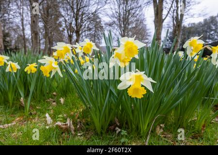 Un tapis de jonquilles sauvages qui poussent dans les bois à Petworth Park, Petworth, West Sussex, au sud-est de l'Angleterre, au printemps Banque D'Images