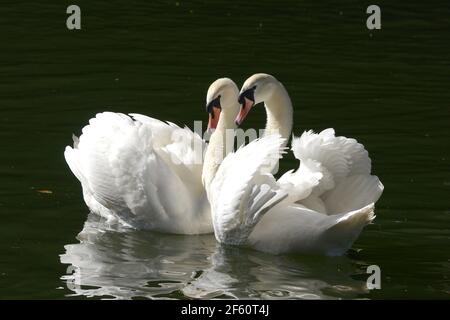 Cambridge, Royaume-Uni. 29 mars 2021. Le premier jour que l'ordre de verrouillage de séjour à la maison se termine deux Swans apprécient les autres compagnie sur la River Cam dans le centre de Cambridge. Crédit : MARTIN DALTON/Alay Live News Banque D'Images