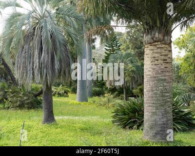 Le jardin botanique de la Villa Thuret, Thuret Garden est un jardin botanique renommé situé sur le terrain de la Villa Thuret, 90, chemin Raymond, Antibes Juan-les-Pins, Alpes-Maritimes, Provence-Alpes-Côte d'Azur, France. Créée en 1857, par Gustave Thuret (1810-1875) et gérée par INRAE – depuis 1964, la Villa Thuret, propriété de l'État, est un laboratoire scientifique et un jardin botanique arboretum pour l'introduction et l'acclimatation d'espèces végétales exotiques. Le site est géré par l'UEVT (Villa Thuret Experimental Unit), elle-même rattachée à l'EFPA (Ecologie des forêts, Grassland Banque D'Images