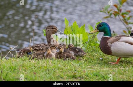 Une famille de canards colvert. Un canard de drake et de poule avec leur famille de canetons. Banque D'Images