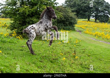 Une race d'Apaloosa de race croisée poulale élever vers le haut. Banque D'Images