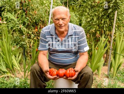 Homme âgé avec les tomates biologiques dans le panier récolté dans le potager. Banque D'Images