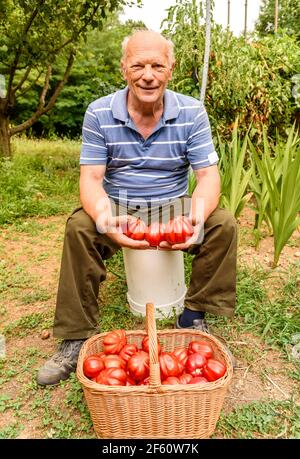 Homme âgé avec les tomates biologiques dans le panier récolté dans le potager. Banque D'Images