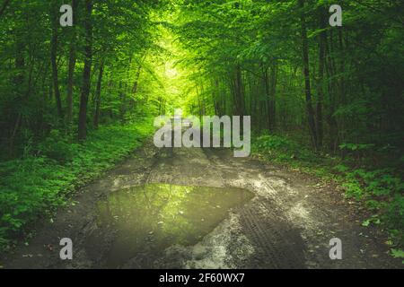 Flaque sur la route de terre dans la forêt, vue d'été, Okszow, Lubelskie, Pologne Banque D'Images