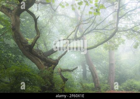 Une forêt boisée luxuriante et éthérée et un chêne tordu dans un brouillard brumeux à Ravelston Woods à Édimbourg, en Écosse. Banque D'Images