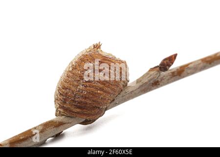 En gros plan, la mastica, formée par des femelles priant la mante sur une branche de cerises. Un apace est un type de masse d'oeufs faite par des mantises. Isolé sur fond blanc Banque D'Images