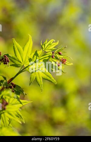 Jeunes feuilles d'érable vert Acer palmatum, ou feuilles d'érable japonais au soleil de printemps à Nara Park, au Japon Banque D'Images