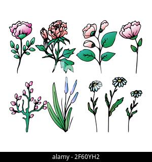 Ensemble de champ et de diverses herbes, belle fleur, branche de printemps avec des feuilles, objet vectoriel floral en style Doodle, fleurs main dessiner, isoler sur un blanc Illustration de Vecteur