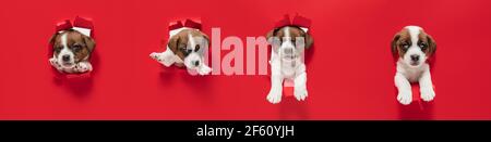 Jeune chien posant. Mignon chiot ou animal de compagnie posant heureux isolé sur fond rouge studio. Photoshhots studio. Collage créatif de différentes races de chiens Banque D'Images