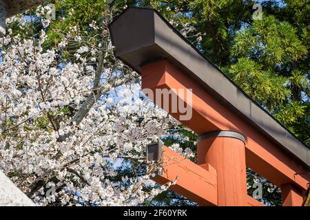 Porte de torii orange au sanctuaire Himuro Jinja à Nara, au Japon, au soleil fin mars, avec fleurs de cerisier sakura Banque D'Images